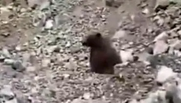 واکنش دادستان مازندران به کشتار بی‌رحمانه یک خرس