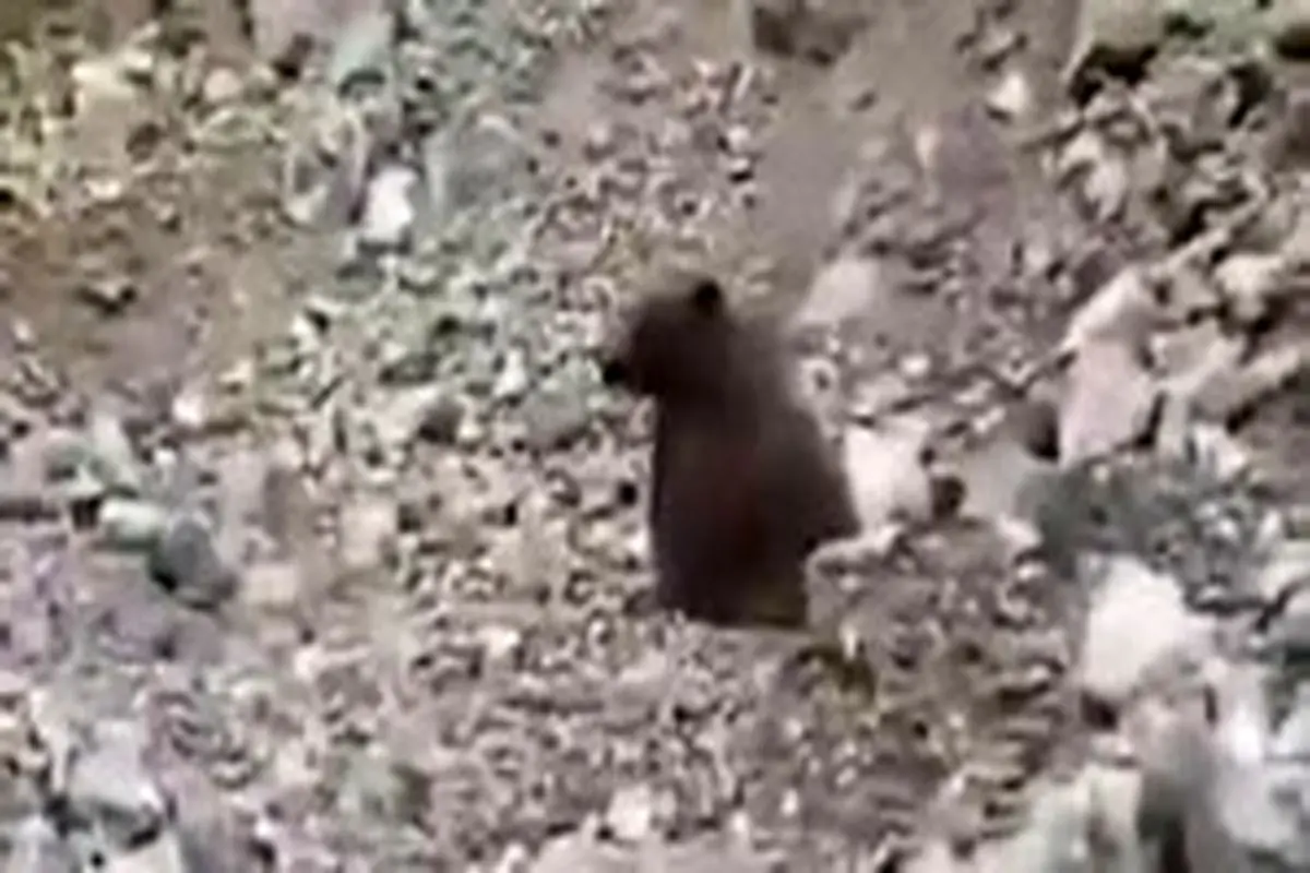 واکنش دادستان مازندران به کشتار بی‌رحمانه یک خرس
