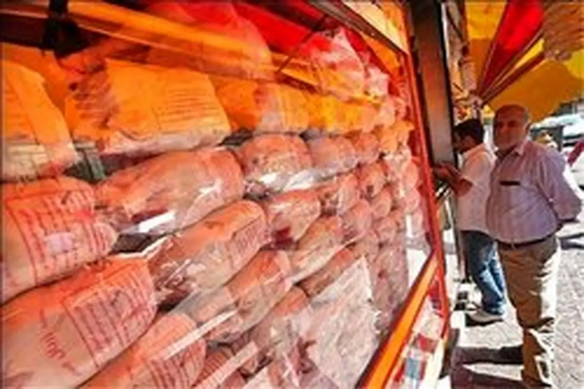 ناراحتی مرغ‌داران از واردات مرغ منجمد: ضرر کردیم
