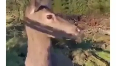 این آهو دل شکارچی مسلح را به رحم آورد ! - نوازش به جای شلیک !/ویدیو