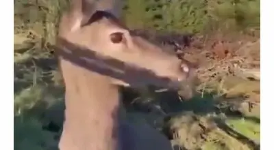 این آهو دل شکارچی مسلح را به رحم آورد ! - نوازش به جای شلیک !/ویدیو