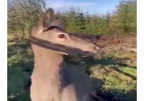 این آهو دل شکارچی مسلح را به رحم آورد ! - نوازش به جای شلیک !/ویدیو