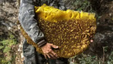 جمع‌آوری عسل از صخره‌های ایالت یونان در چین