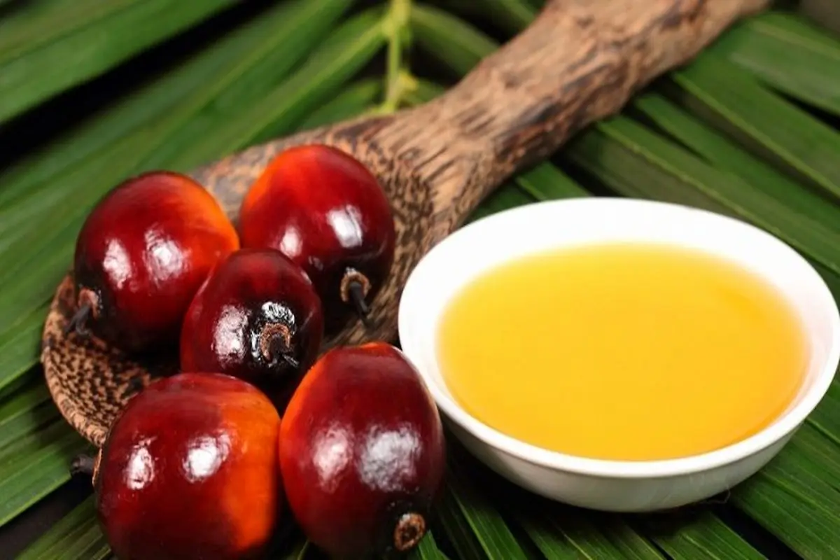 از مزایای روغن پالم چه میدانید؟ / توصیههایی برای مصرف روغن زیتون و کنجد