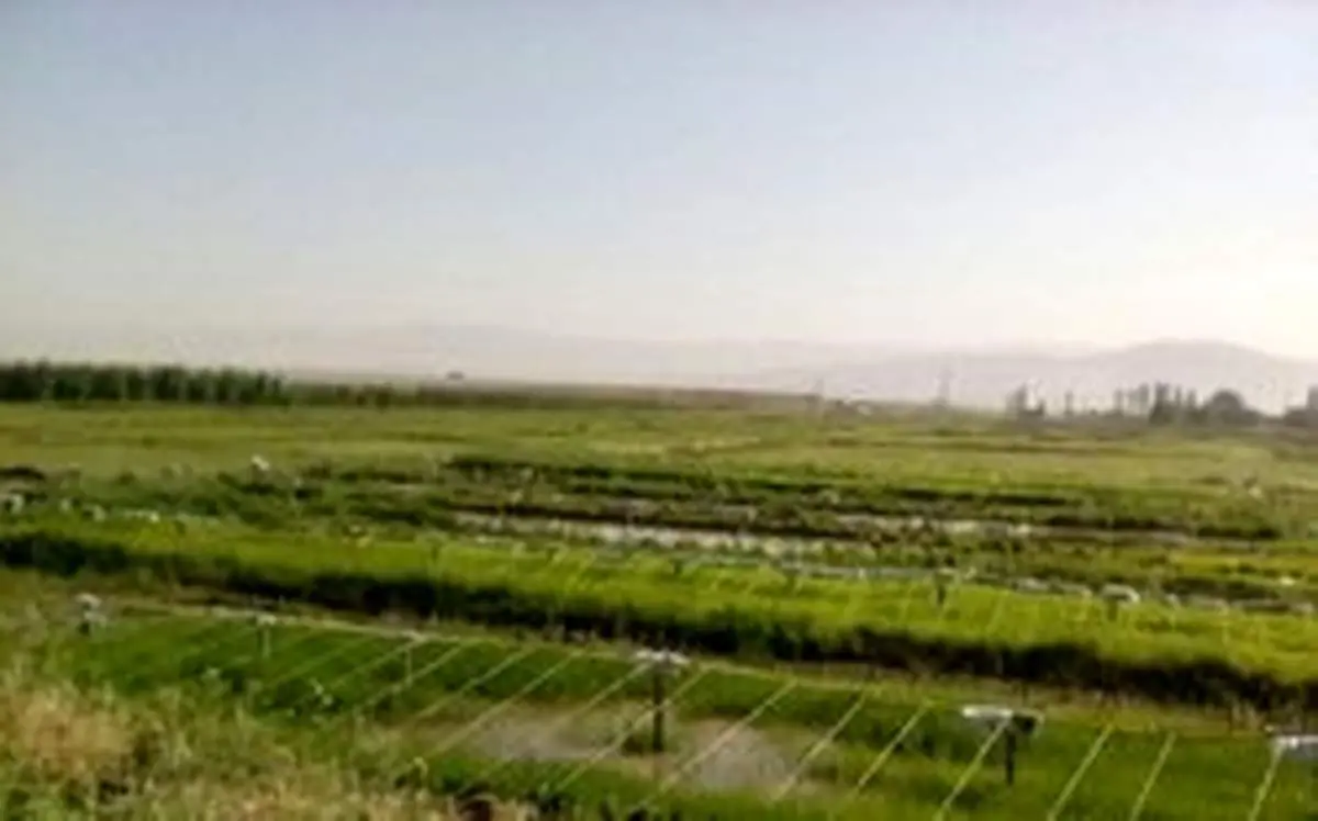 ممنوعیت کشت برنج در استان‌های غیرشمالی ابلاغ شد
