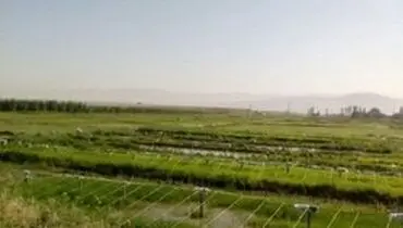ممنوعیت کشت برنج در استان‌های غیرشمالی ابلاغ شد