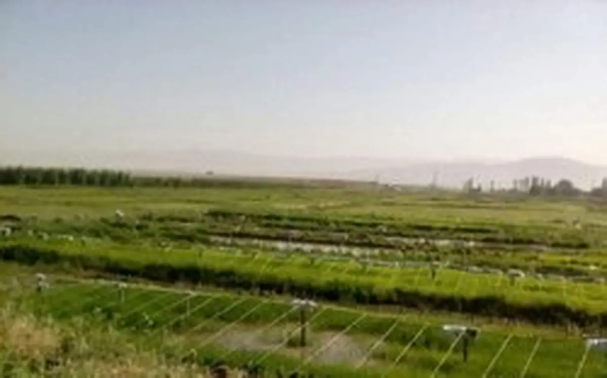 ممنوعیت کشت برنج در استان‌های غیرشمالی ابلاغ شد