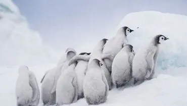 بچه‌های امپراتور در عکس روز نشنال جئوگرافیک