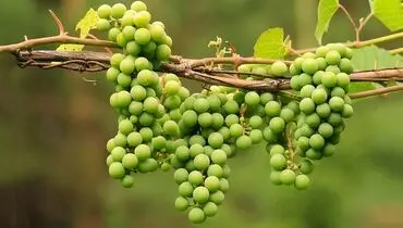 تشخیص قندخون، چربی و مشکلات کبدی با یک استکان آبغوره