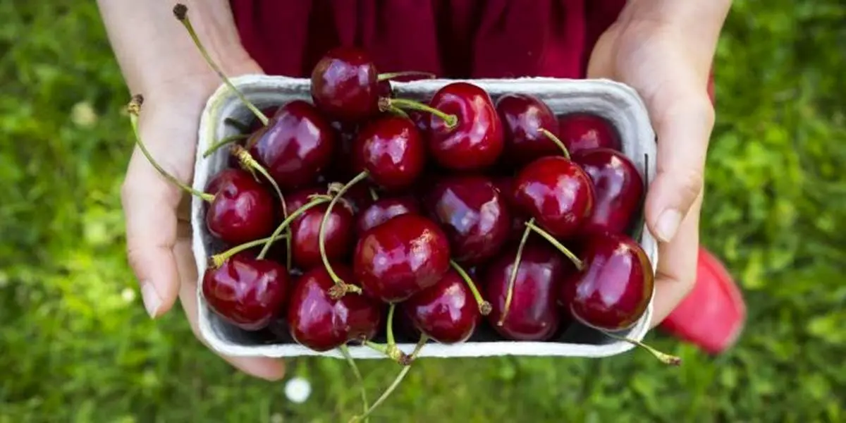 به یازده دلیل، زیاد گیلاس بخورید