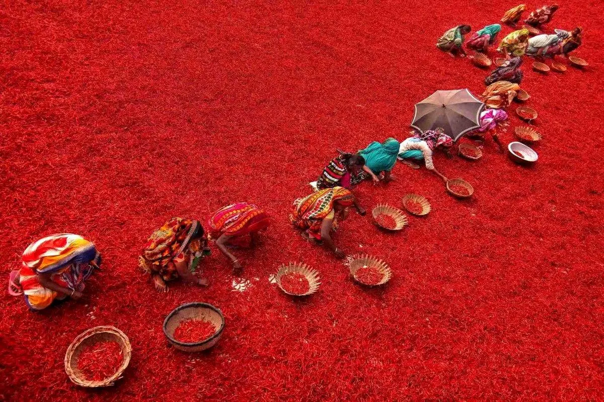 تصویری سوزان از مزرعه‌ای قرمز در بنگلادش