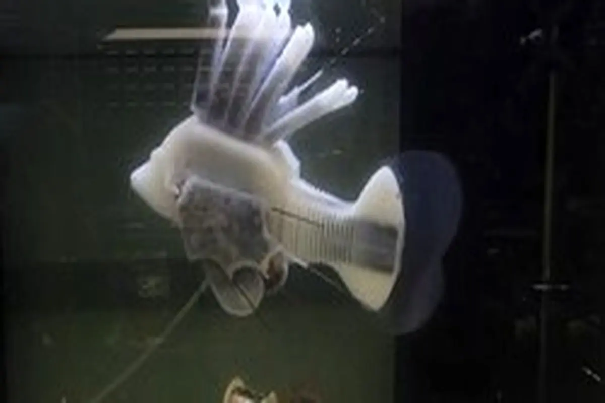 ﻿
دانشمندان ماهی رباتیک ساختند+عکس
