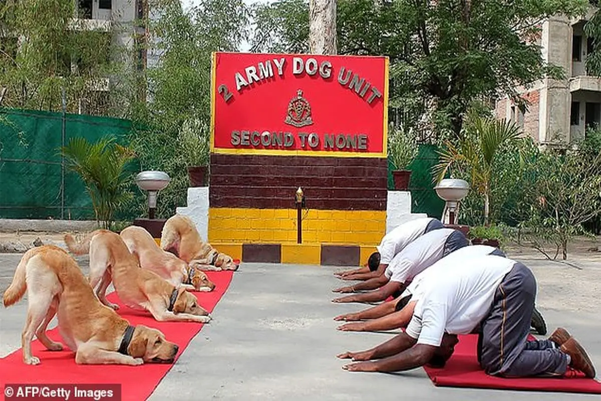 تمرین یوگا افسران هند همراه با سگ‌ها + عکس