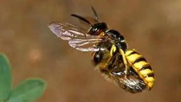 چطور خطرات مرگ‌آسای زنبورگزیدگی را کنترل کنیم؟