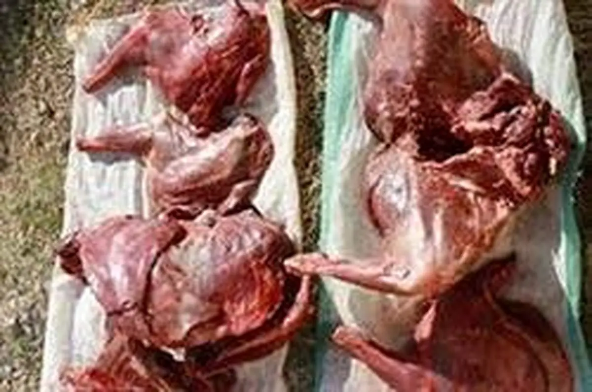 کشف گوشت میش وحشی در تربت حیدریه