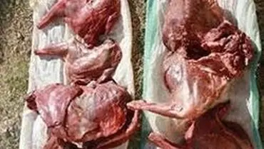 کشف گوشت میش وحشی در تربت حیدریه