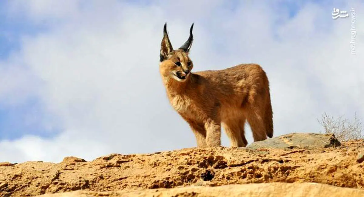 گربه زیبای ایرانی در حیات وحش یزد