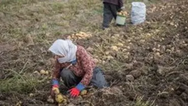 صادرات سیب‌زمینی مشمول پرداخت عوارض صادراتی شد