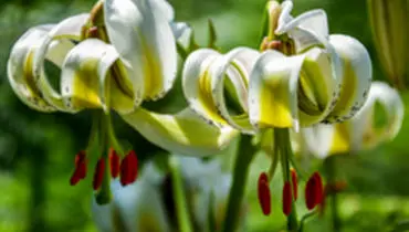 شکفتن نادرترین‌ترین گل جهان در رودسر