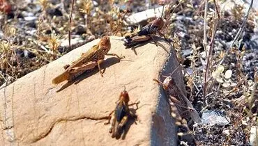 هجوم ملخ‌های صحرایی به آبدانان/آغاز عملیات سم پاشی در مناطق آلوده