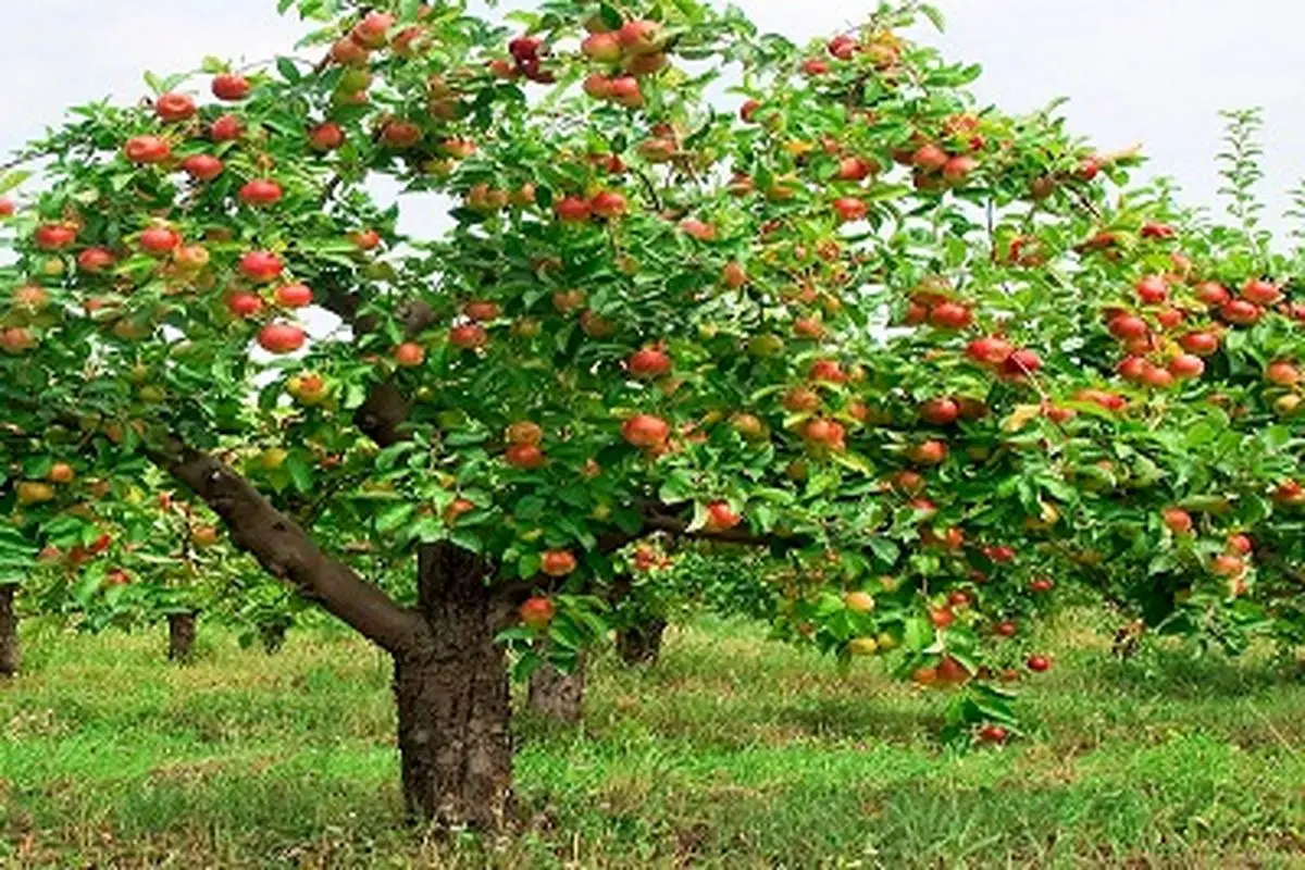 کسی که در زمین‌های عمومی اطراف خانه خود درخت میوه‌ای کاشته، آیا مالک آن می‌شود