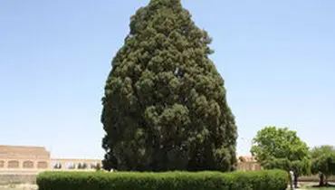 سرو کهنسال ابرکوه جهانی می‌شود؟