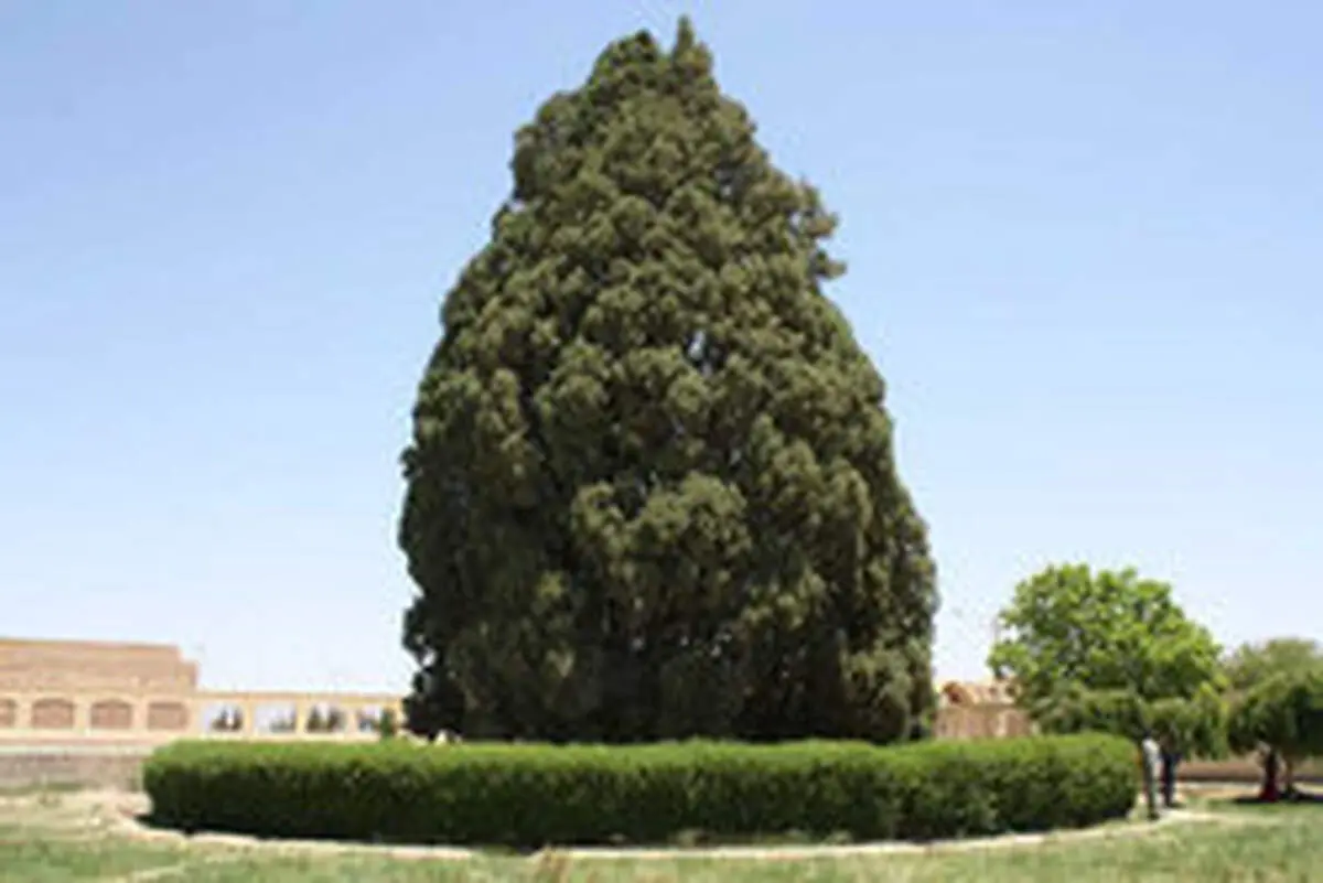 سرو کهنسال ابرکوه جهانی می‌شود؟