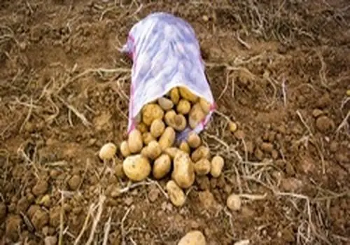 قیمت جدید سیب‌زمینی اعلام شد/ بازار به تعادل رسید؟