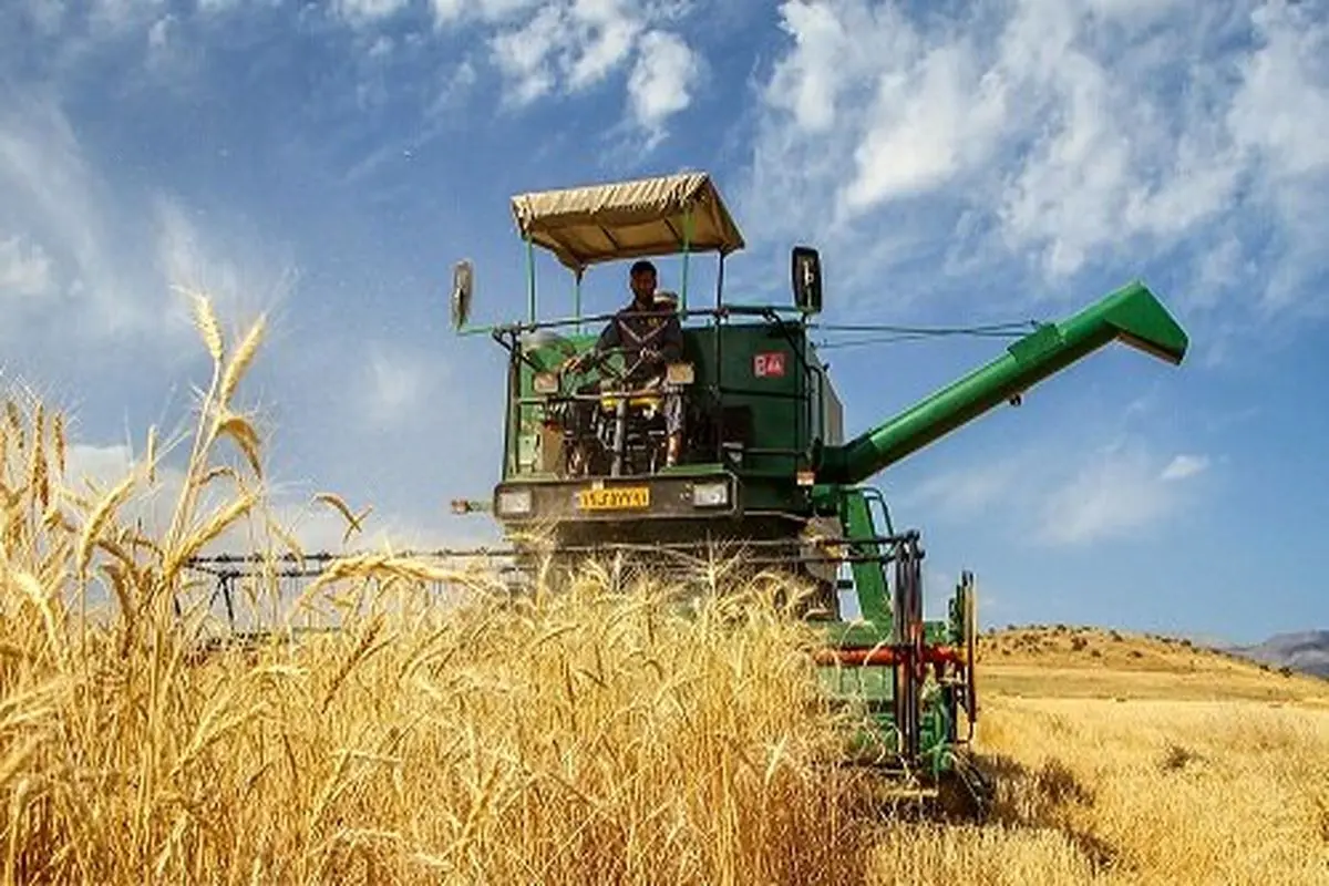 کاهش ۹ درصدی خرید گندم از کشاورزان در سال جاری