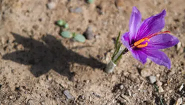 کاهش ۱۵ درصدی صادرات زعفران