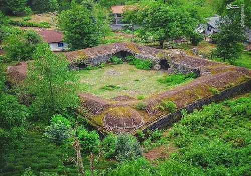 برداشت برگ چای از مزارع لاهیجان/ گزارش تصویری