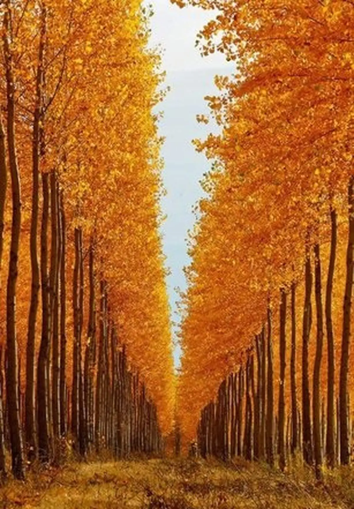 مزرعه صنوبر‌های فوق‎العاده زیبا+ عکس