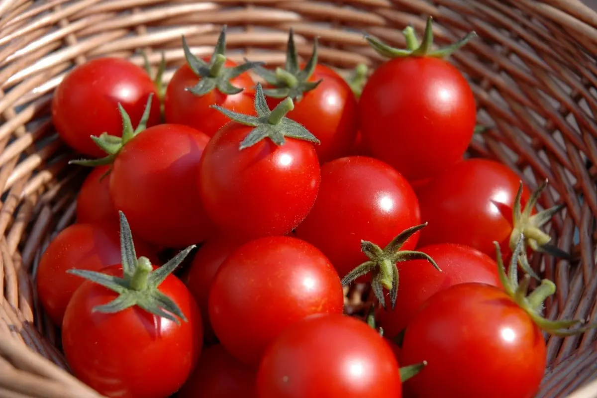 با مصرف گوجه فرنگی جلوی این بیماری‌های خطرناک را بگیرید