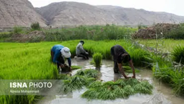 ۲.۵ میلیون تن برنج امسال تولید می‌شود