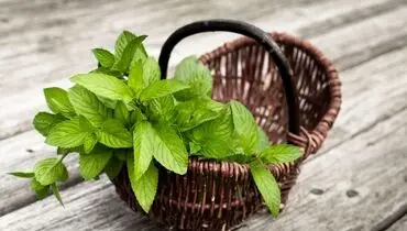چرا نعناع باعث خنک شدن دهان می شود؟