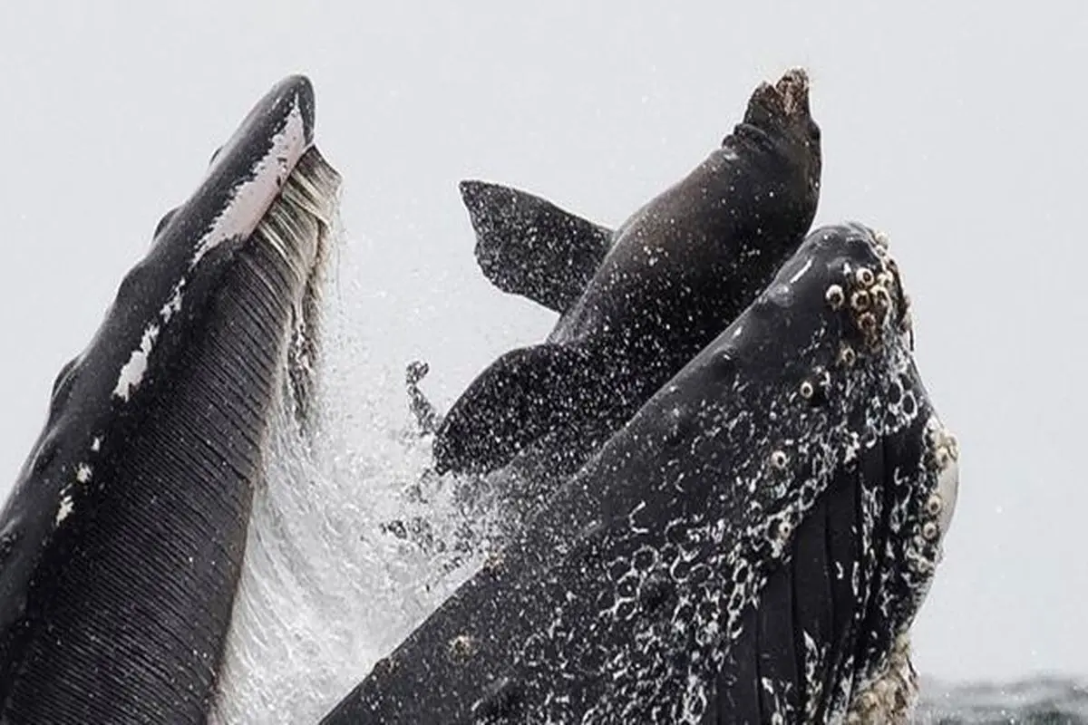 شکار لحظه بلعیده شدن شیر دریایی توسط یک نهنگ