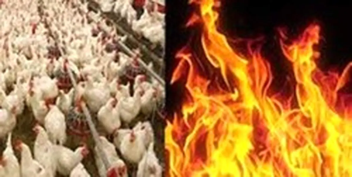کباب شدن ۱۳ هزار مرغ زنده در آتش