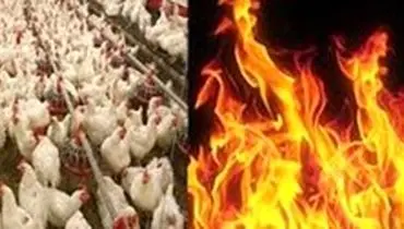 کباب شدن ۱۳ هزار مرغ زنده در آتش