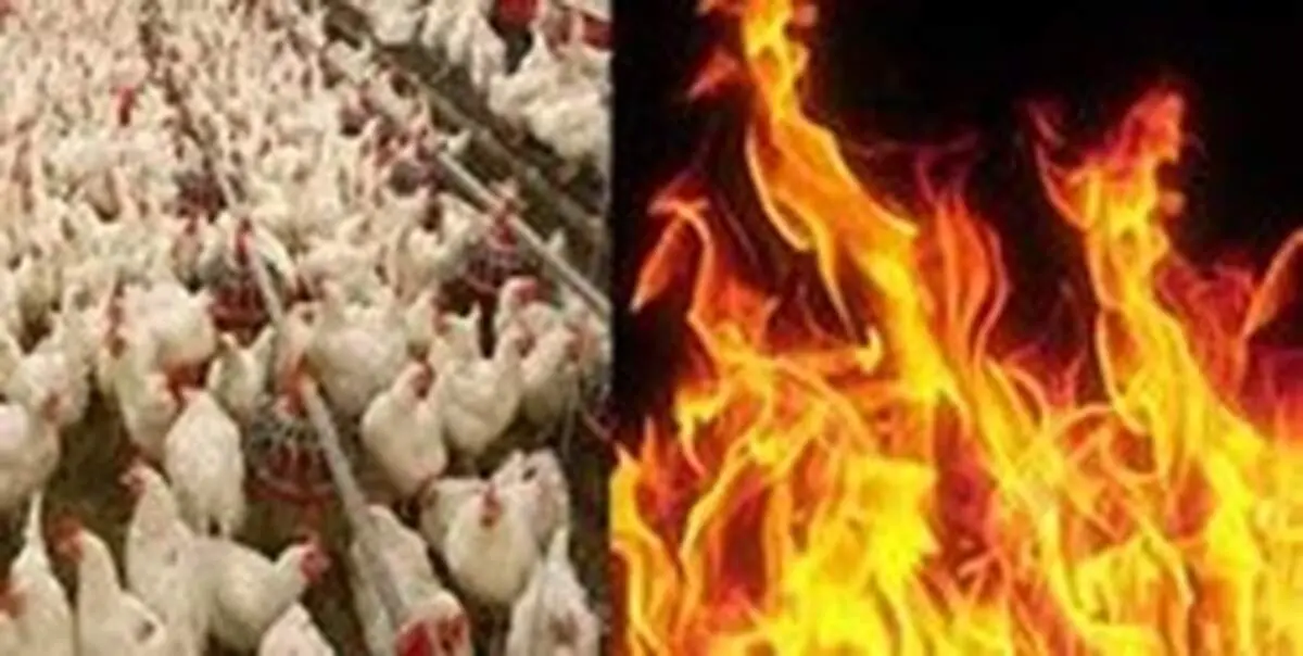 کباب شدن ۱۳ هزار مرغ زنده در آتش