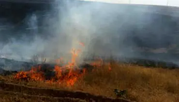 آتش سوزی در ۵۰ هکتار از مراتع دماوند مهار شد