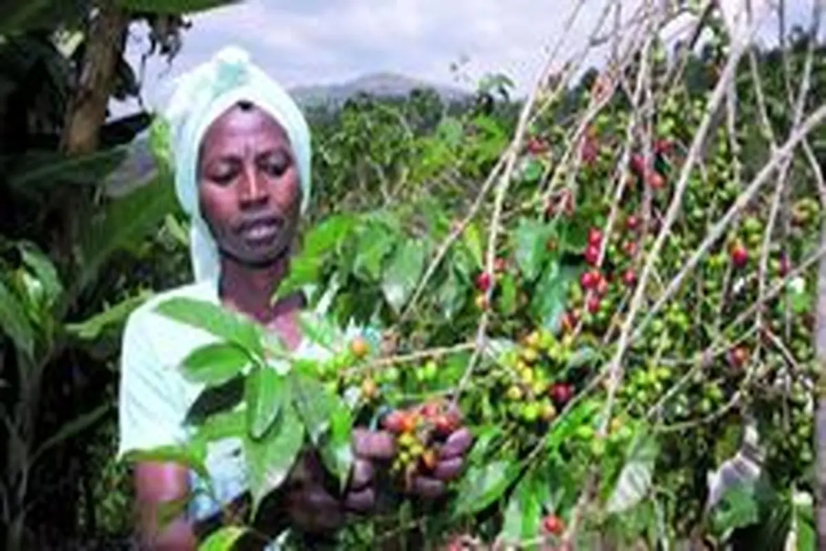 رواندایی‌ها قهوه می‌کارند، اما خودشان چرا این قهوه‌ها را نمی‌نوشند؟