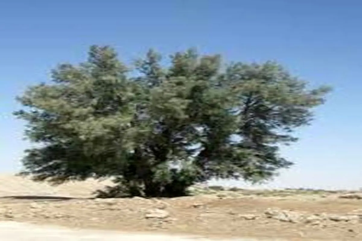 درخت طاقی با ۱۶۷ کیلو شیشه در کویر