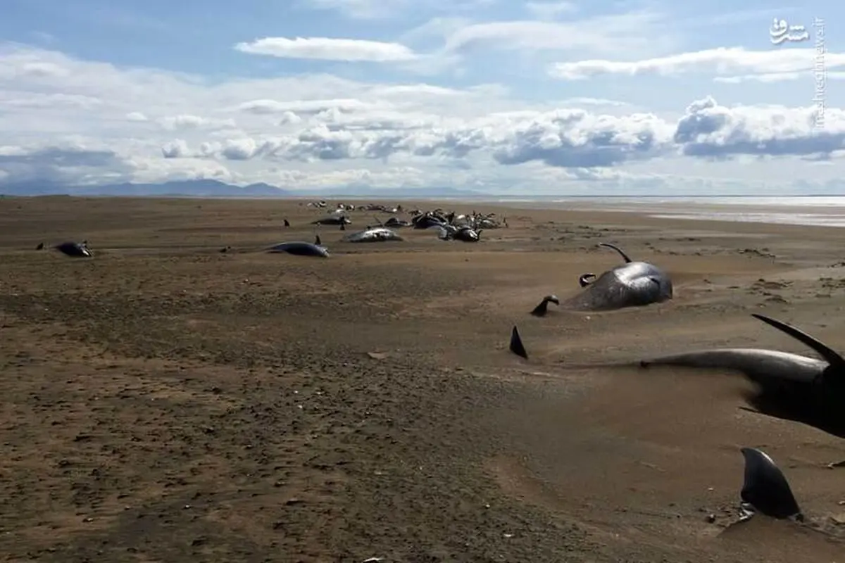کشف لاشه ده‌ها نهنگ در ایسلند+عکس