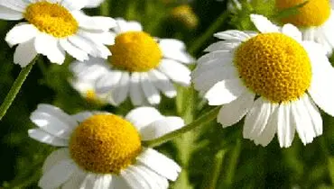 این گیاه دارویی قاتل میگرن و سرطان است