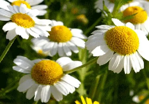 خاصیت بی نظیر گل بابونه + جزییات 