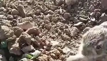 حضور بچه خرگوش در مزرعه