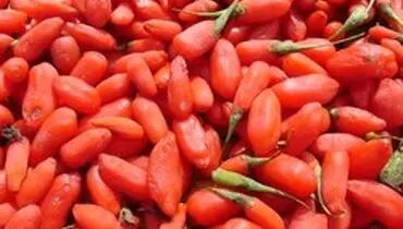 توسعه یک فناوری جدید برای برداشت «گوجی‌بری»