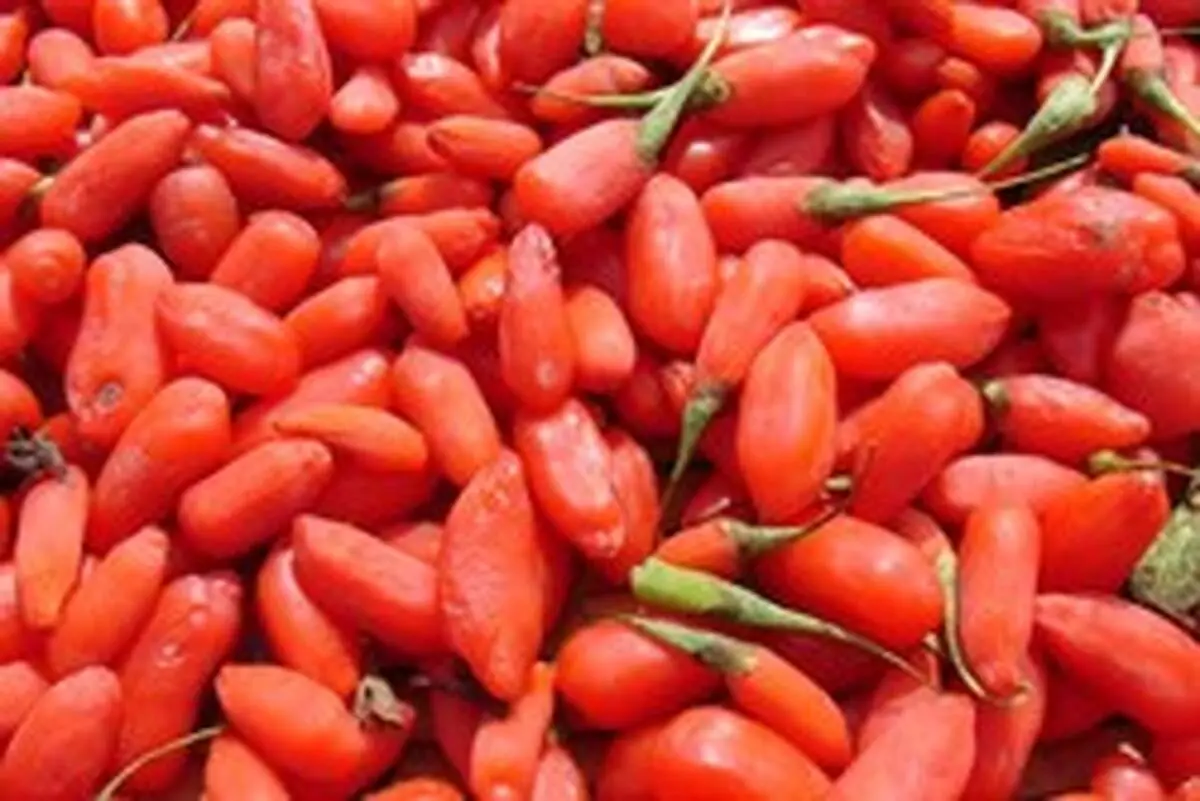 توسعه یک فناوری جدید برای برداشت «گوجی‌بری»
