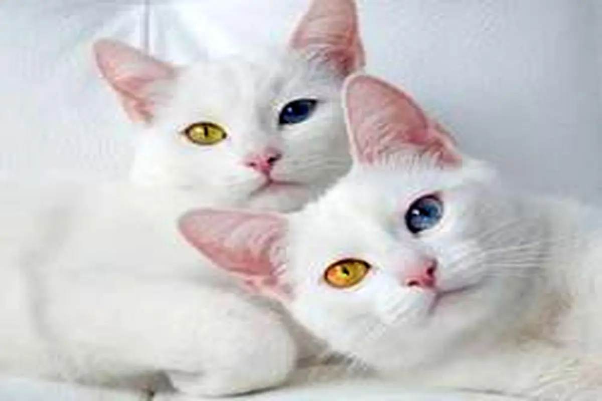 گربه‌های سلبریتی اینستا با چشم‌های دو رنگ!