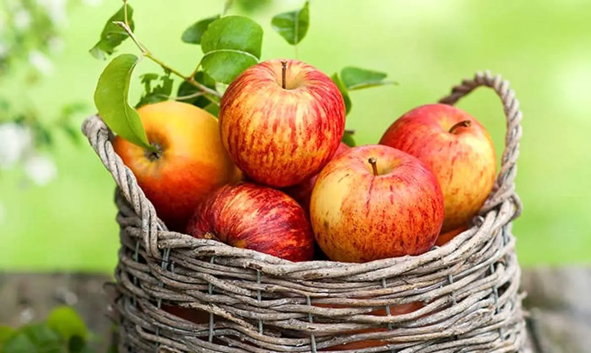 چرا سیب مهمترین میوه دنیاست؟